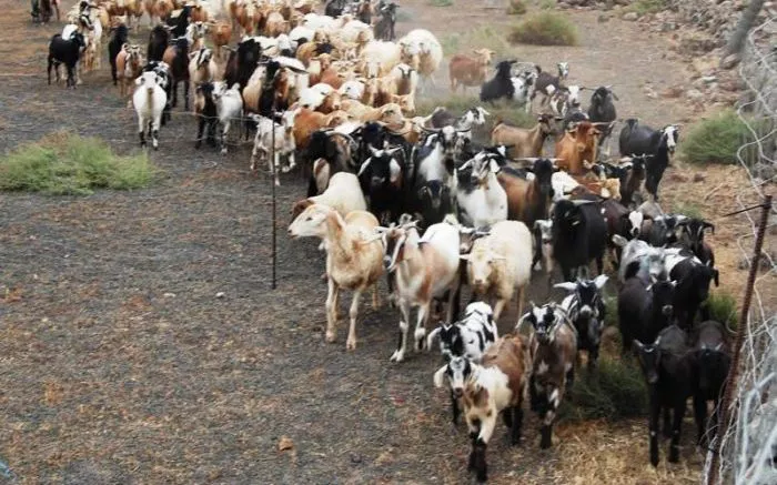 ganado_caprino-