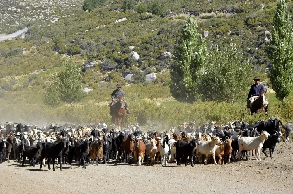Trashumancia Foto Muni Malargüe