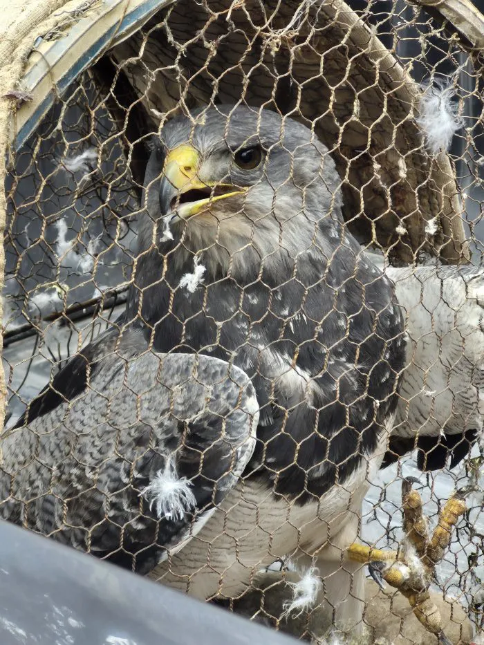 Rescate - Aguila y 7 cuchilos 1