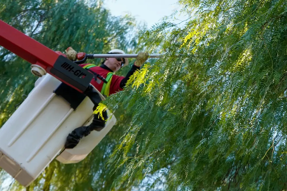 Arbolado público LH