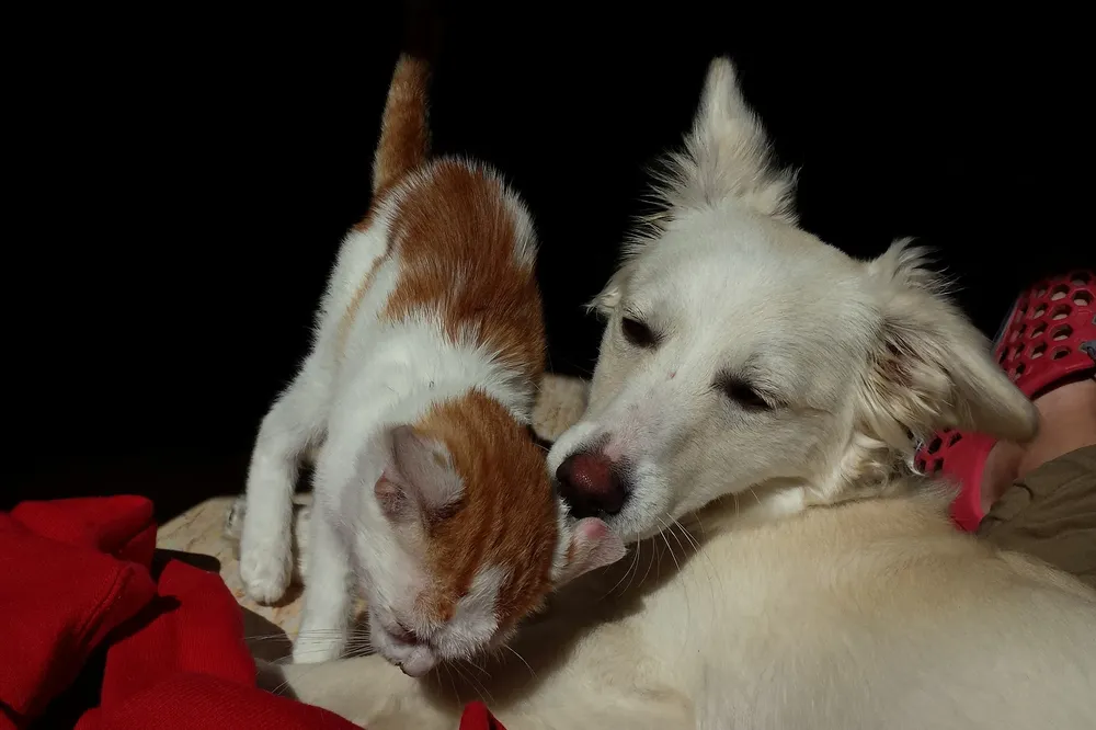 Perro y gato. Foto: Alex Tino / Pixabay.