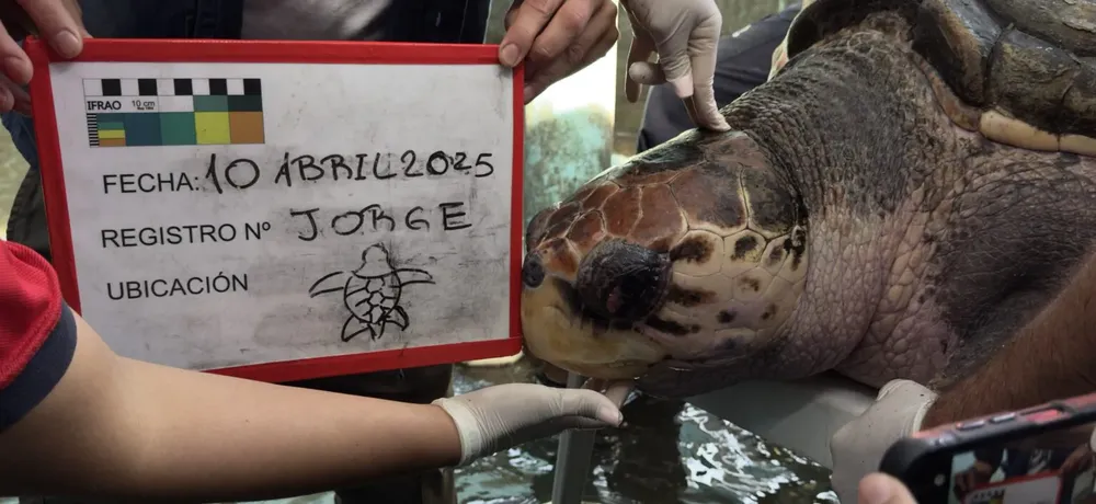 Tortugo Jorge