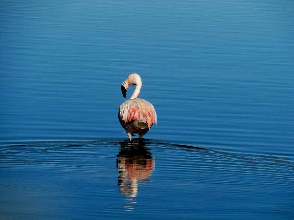 Llancanelo - aves (1)