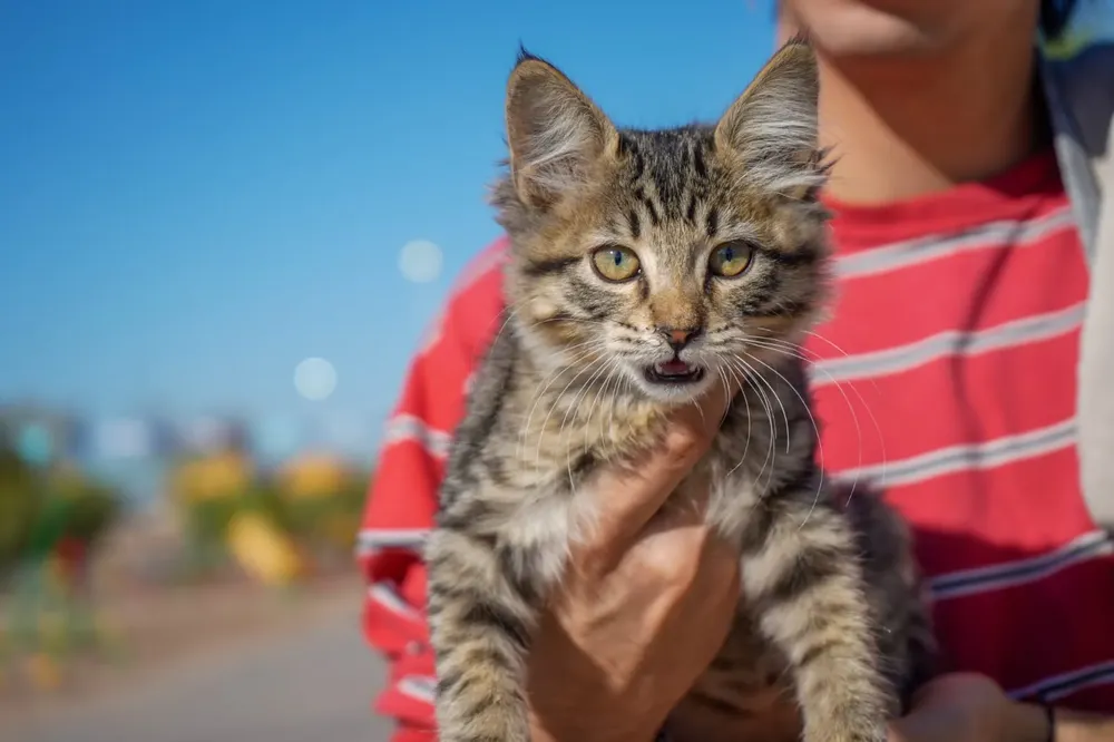 Feria Mascotas 4 Las Heras