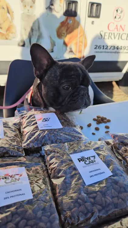 Feria Mascotas 3 Las Heras