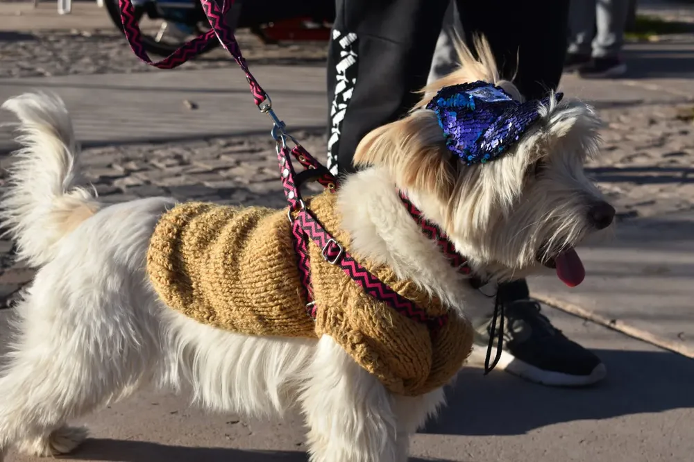 Feria mascotas 1 Las Heras