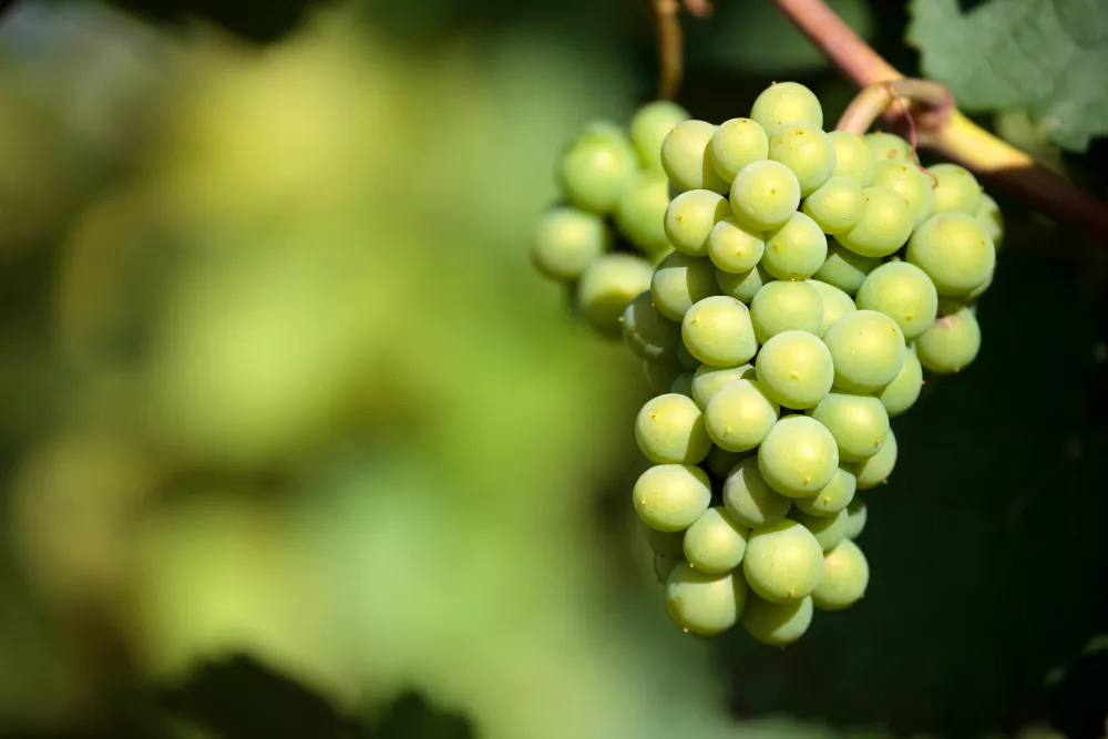 sauvignon-blanc (Foto Kstudio)