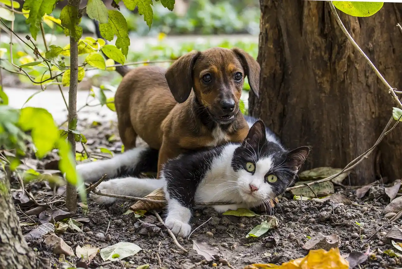 Perro y gato. Foto Pixabay