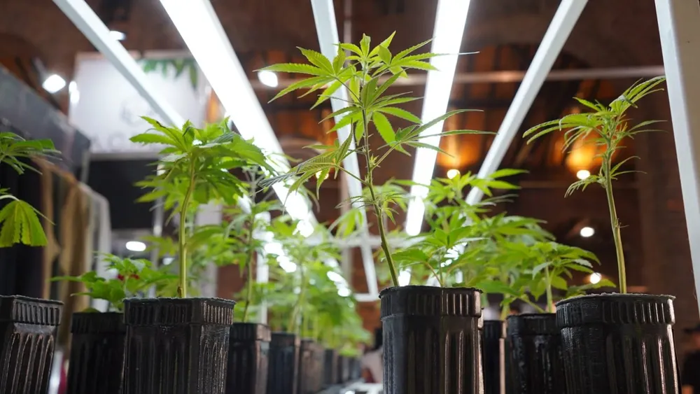 cannabis medicinal 1