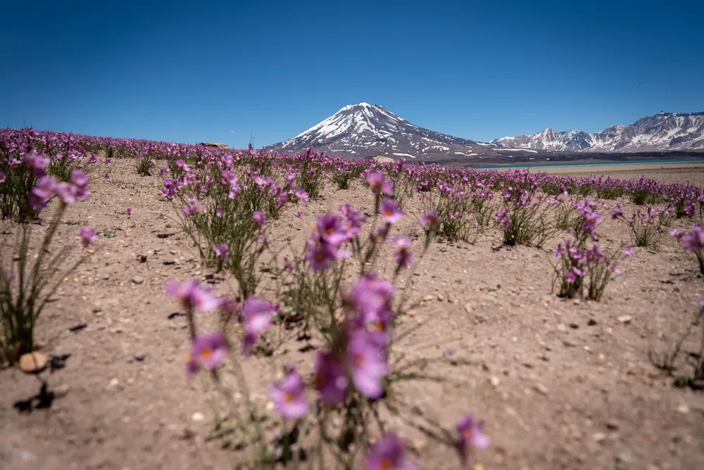Laguna del Diamante 21