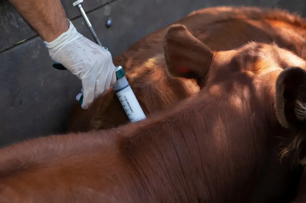 Vacuna fiebre aftosa