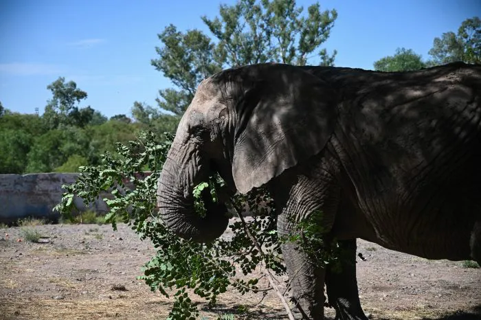 Elefanta Kenya 2