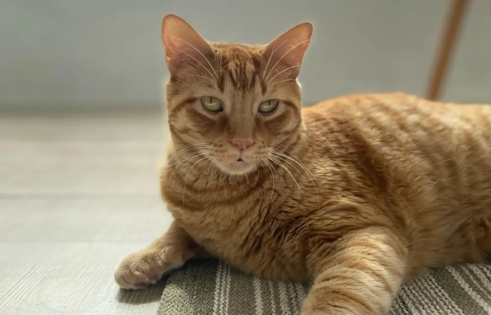 Gato
