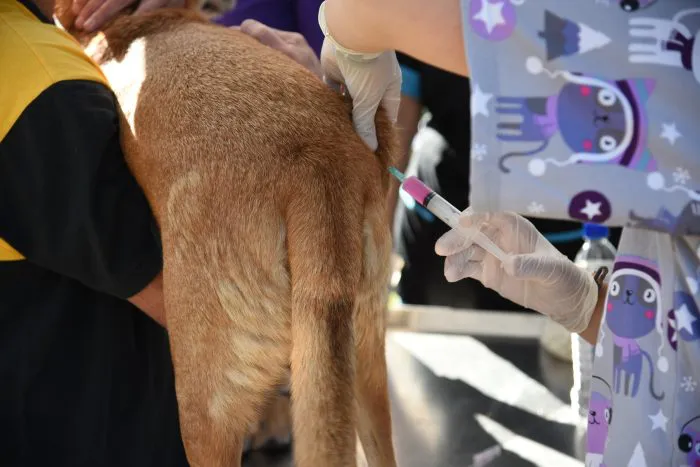 Vacunacion-antirrabica