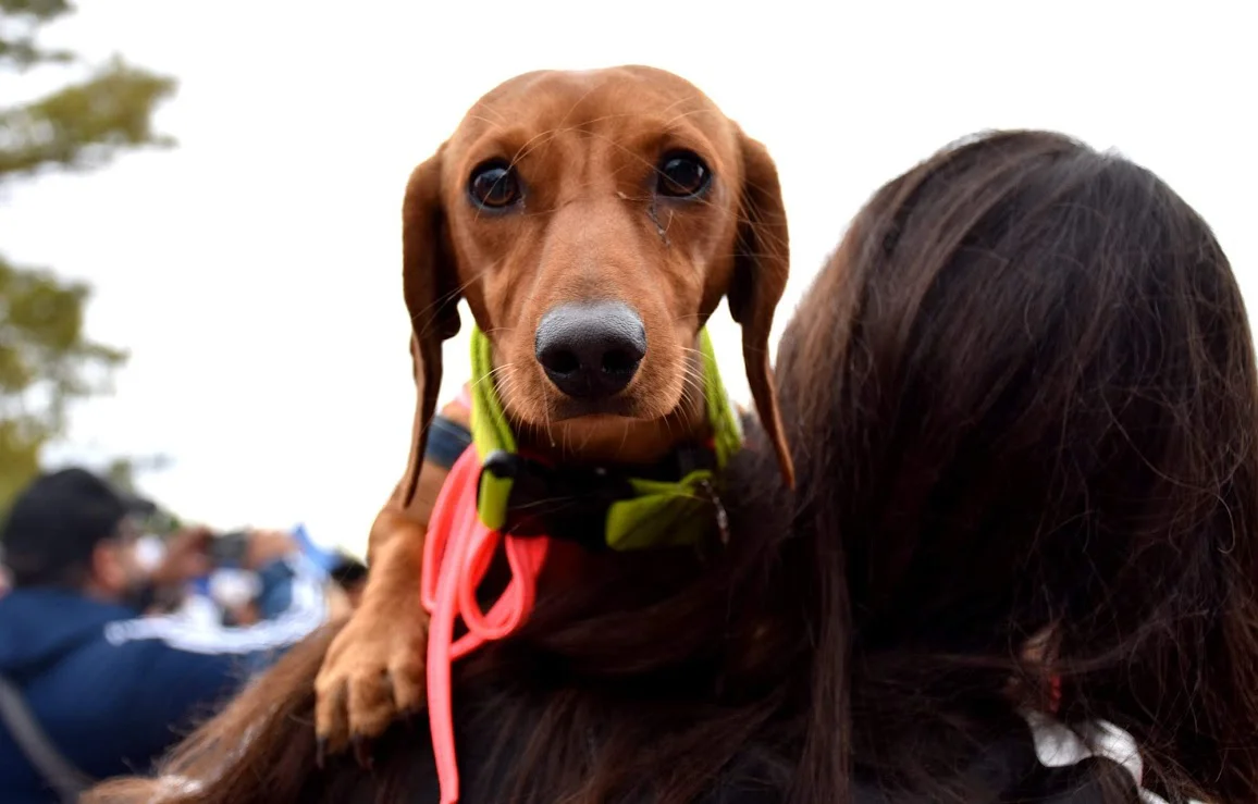 Ciudad - Rock, food trucks y compromiso animal 1