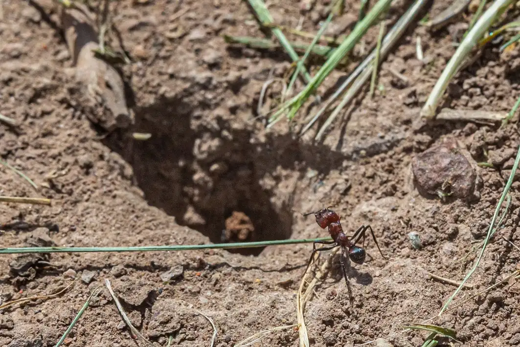 Hormigas cortadoras