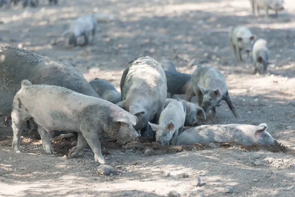 Cerdos - triquinosis 2