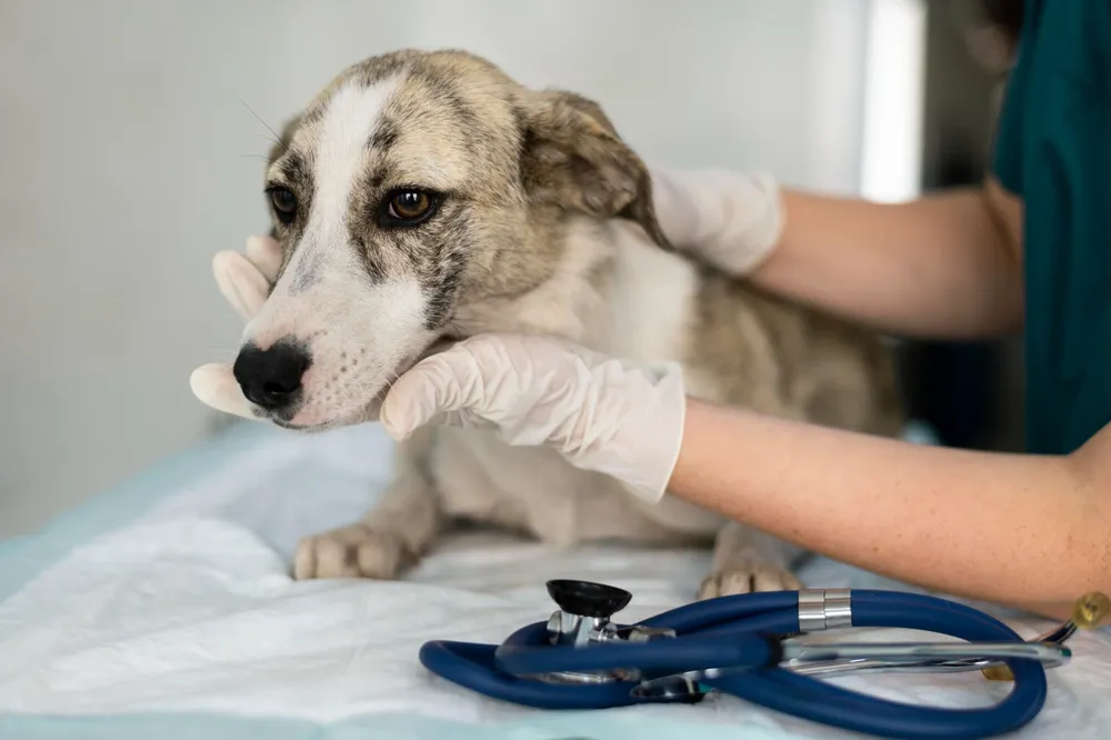 Perro - Centro Veterinario Guaymallén