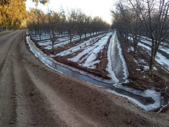 Heladas tardías 2