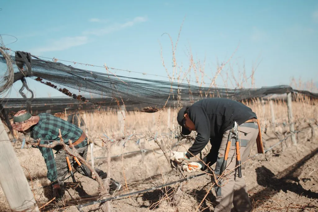 Festival de la poda - Tupungato