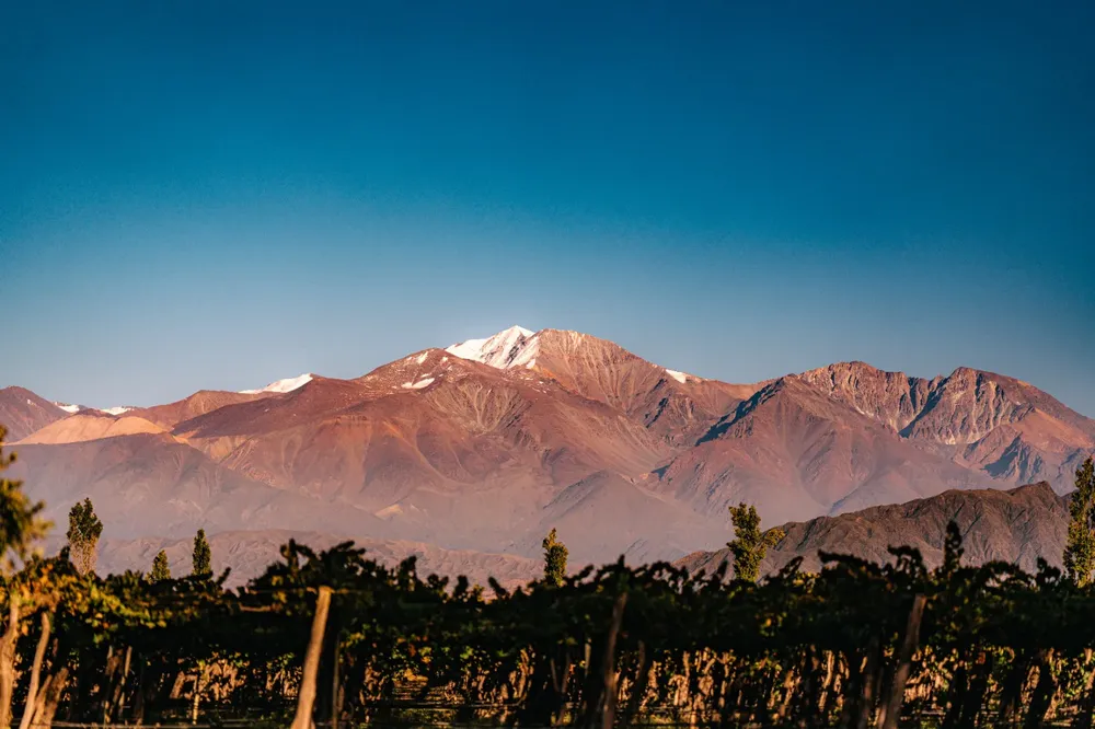 Viñedos - Montaña