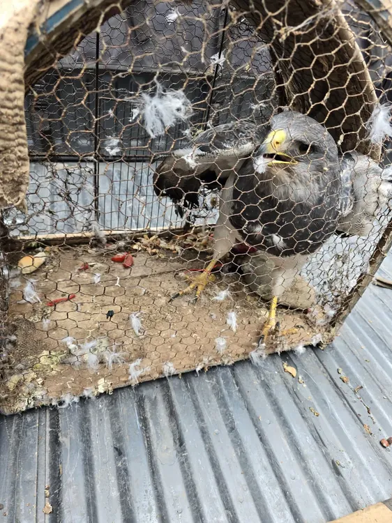 Rescate - Aguila y 7 cuchilos 4