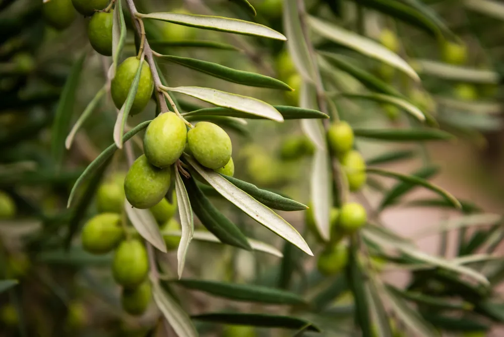 olivas - Oleoturismo 2