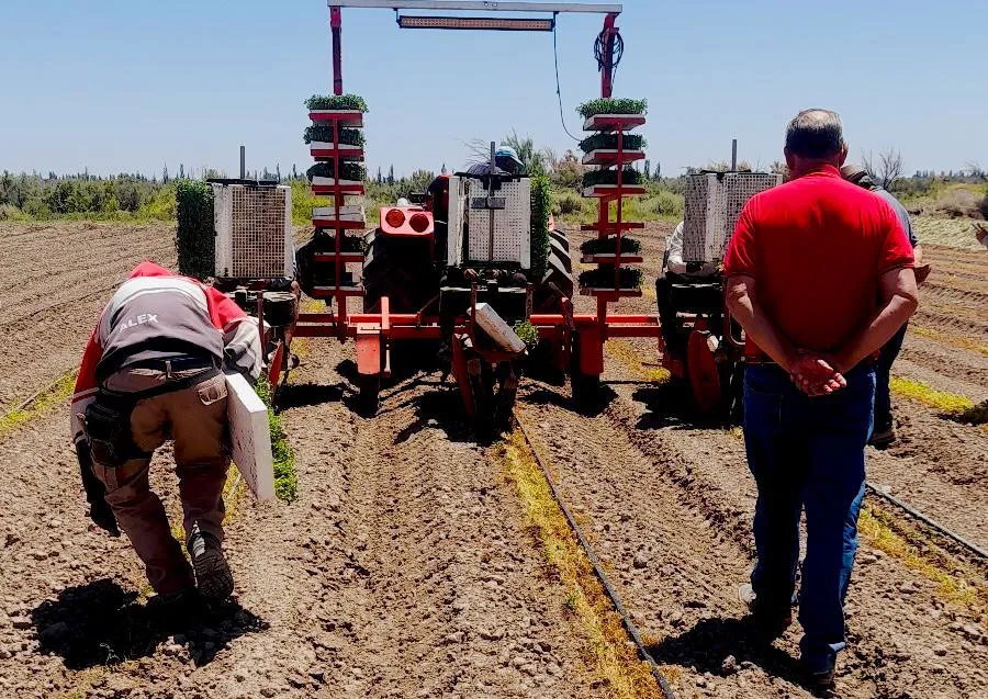 Santa Rosa producciones de tomate 3