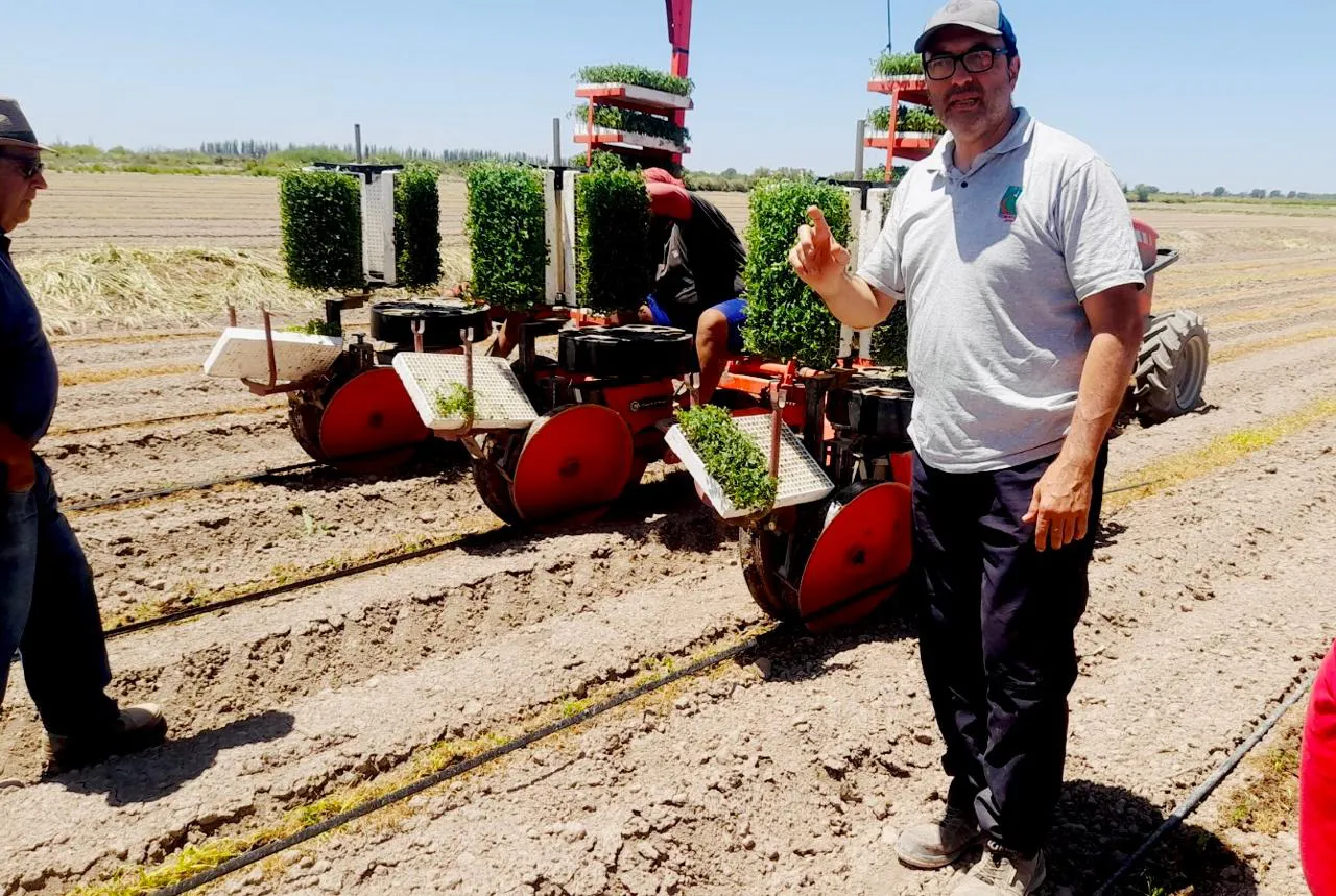 Santa Rosa producciones de tomate 4