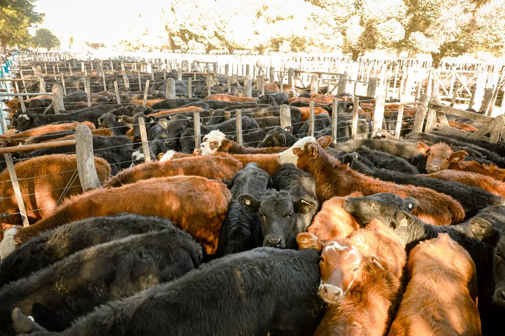Ganadería 2026 - vacas