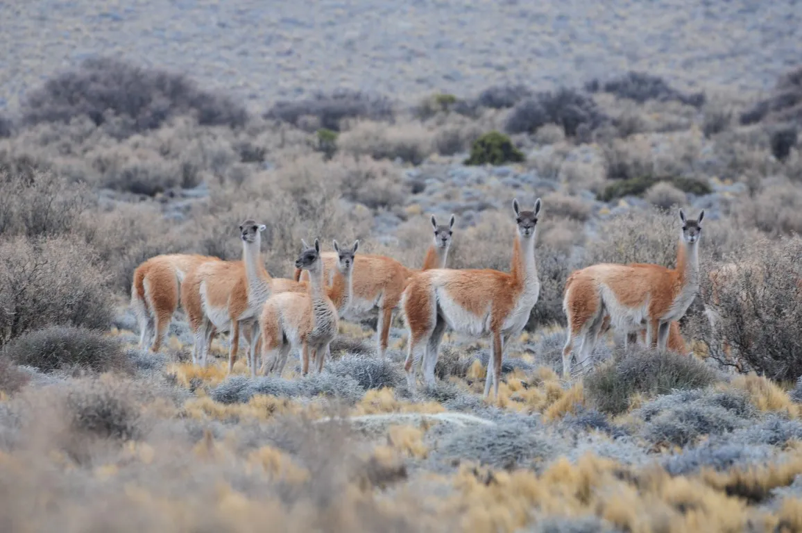la payunia 26 - guanacos 2