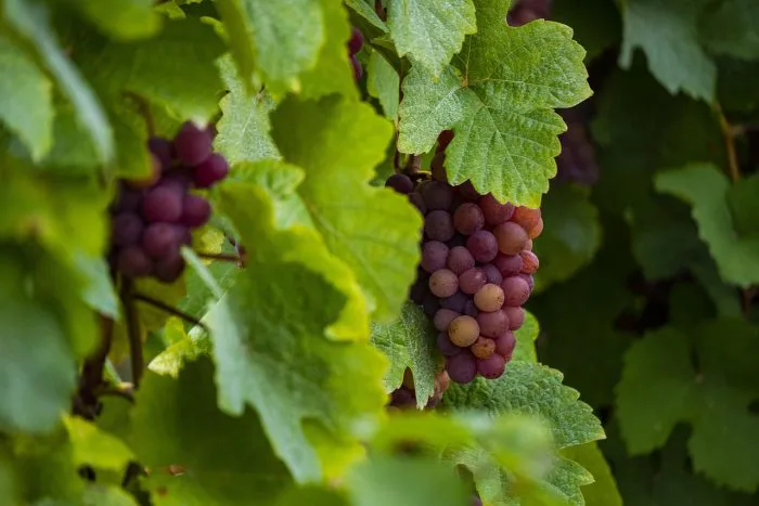 finca-vitivinicola-ilustrativa-700x467