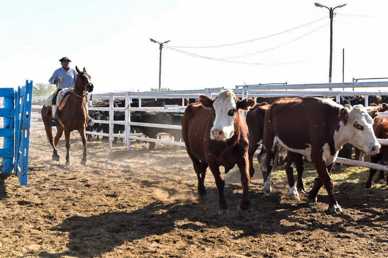 La Paz - ganadería - 2