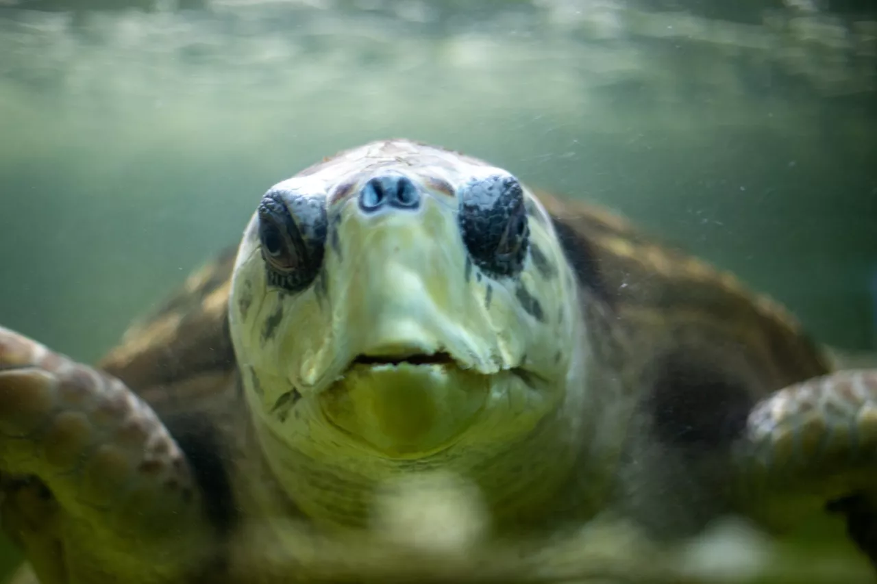 Tortugo Jorge