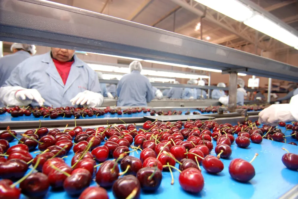 producción orgánica Cerezas