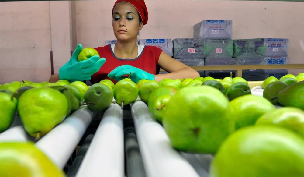 producción orgánica peras