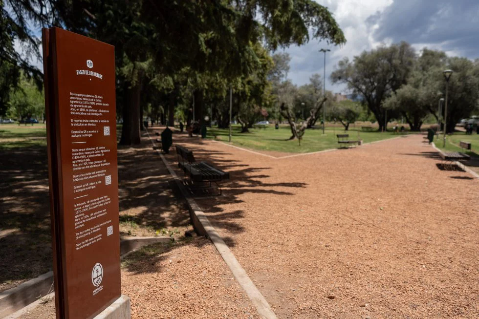 Aceite de oliva - paseo