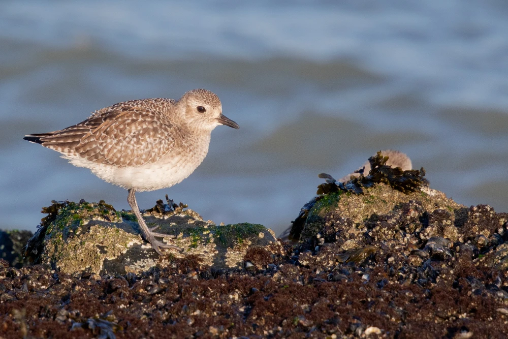 Playero de Baird (Calidris bairdii)