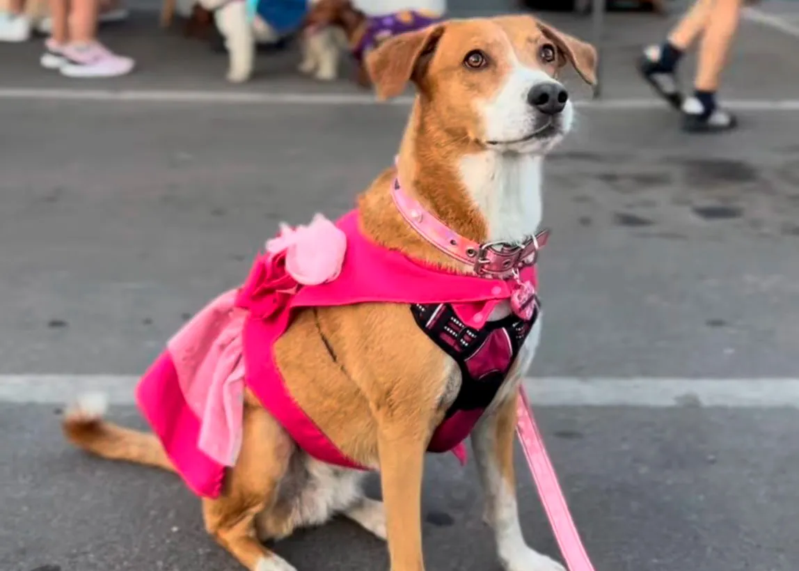 Pet Fest