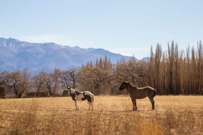 Turismo - Montañas nevadas - programa pioneros - caballos 3