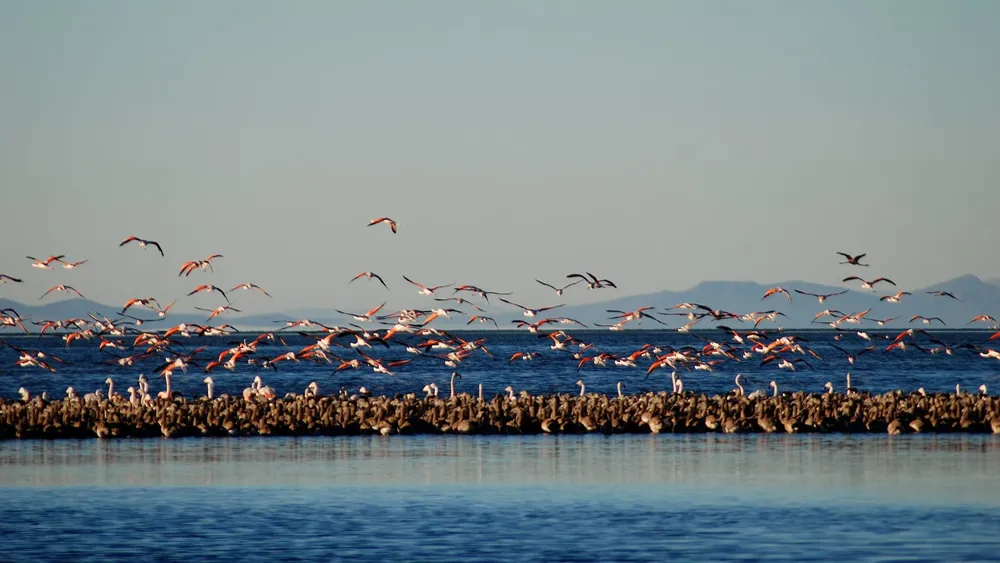 Malargüe - Laguna de llancanelo 10