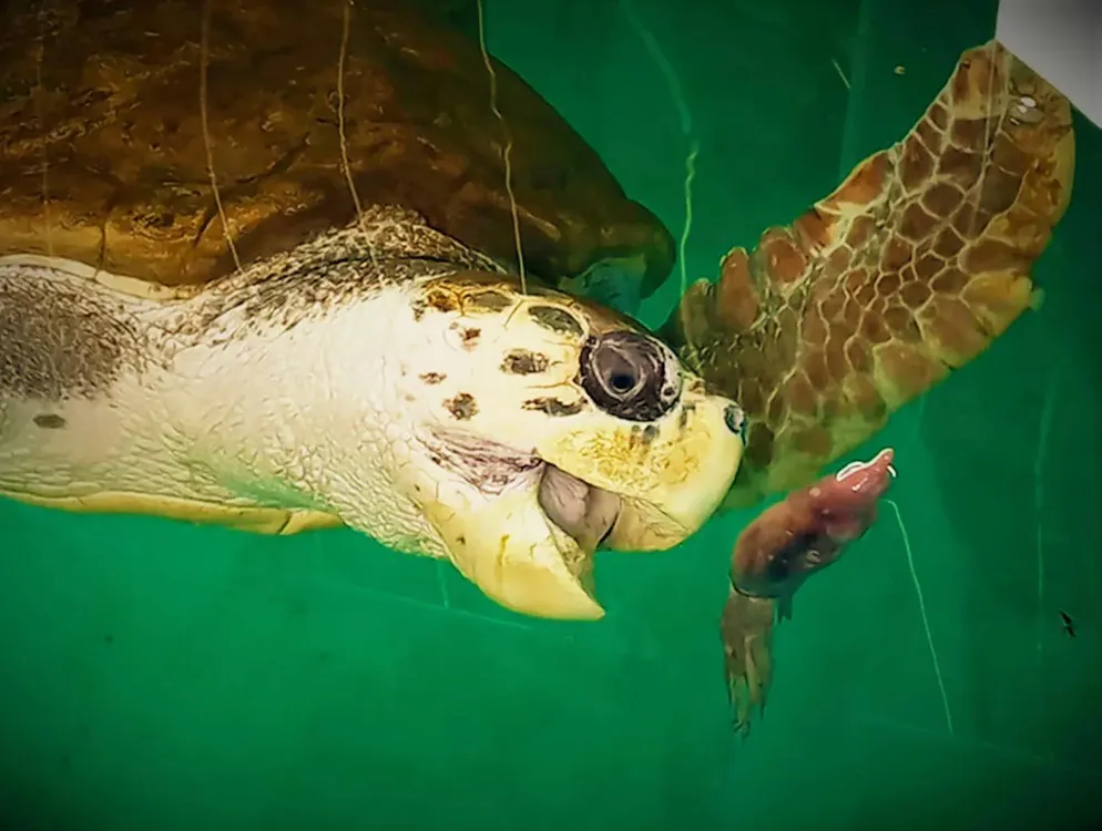 Tortugo Jorge