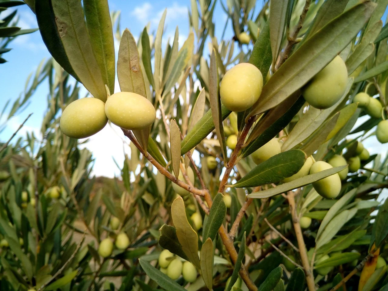 Olivos