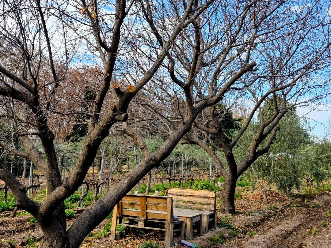 Paisajes con Sabor a Mendoza En Flor 7