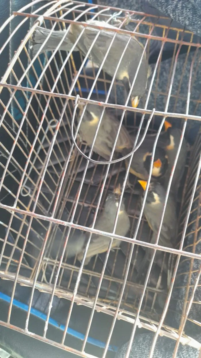 Rescate - Aguila y 7 cuchilos 3