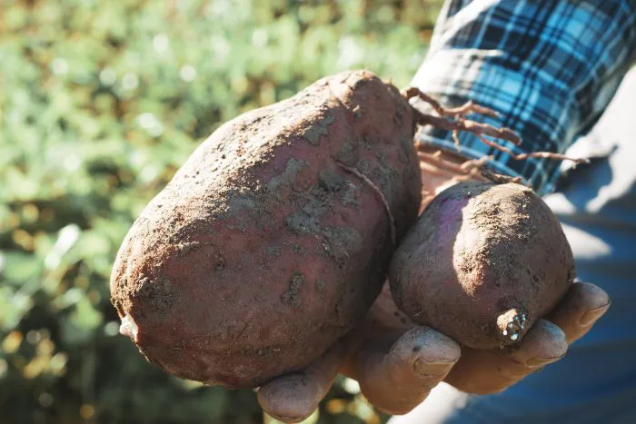 Guaymallén - camote