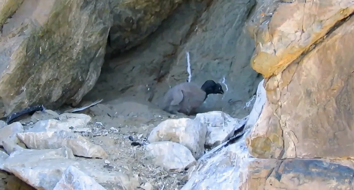 Condor-Pichon