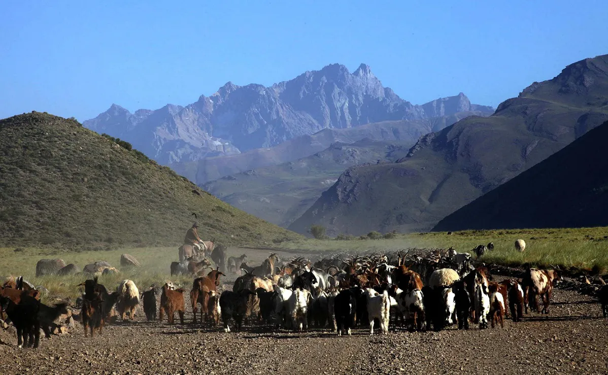festival cine chivos