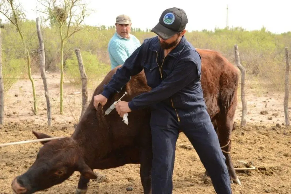 Vacuna fiebre aftosa