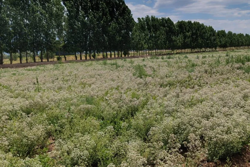 San Carlos - orégano 10